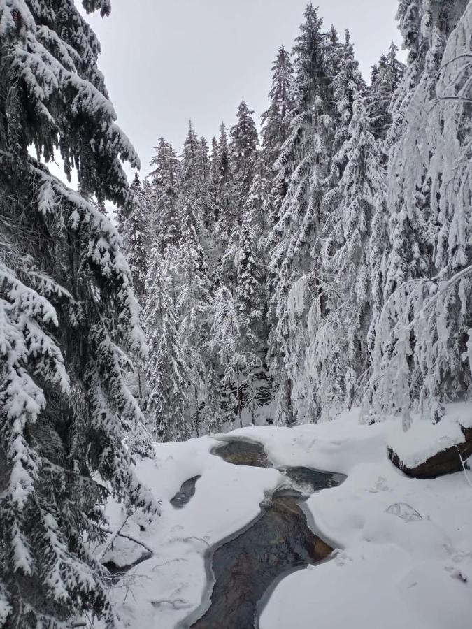 Sunny Bear Bed & Breakfast يلينيا غورا المظهر الخارجي الصورة