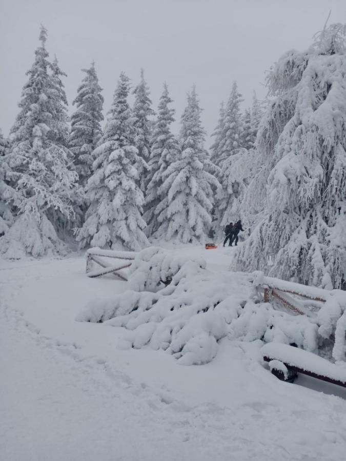 Sunny Bear Bed & Breakfast يلينيا غورا المظهر الخارجي الصورة